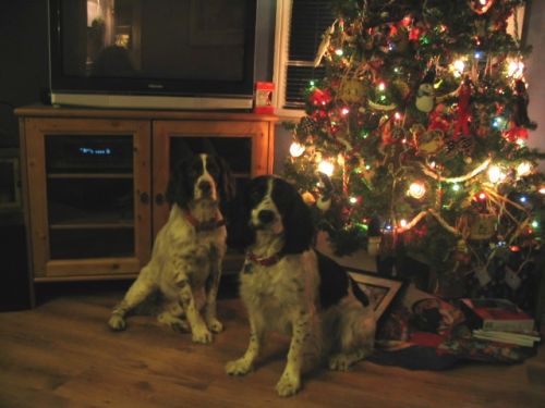 doggie xmas